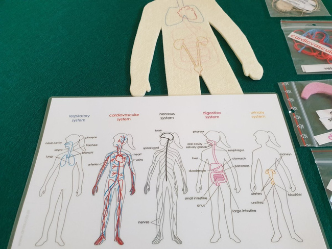 Human internal organs + Labels in English