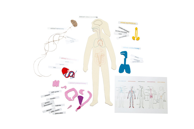Menschliche innere Struktur + Etiketten auf Polnisch